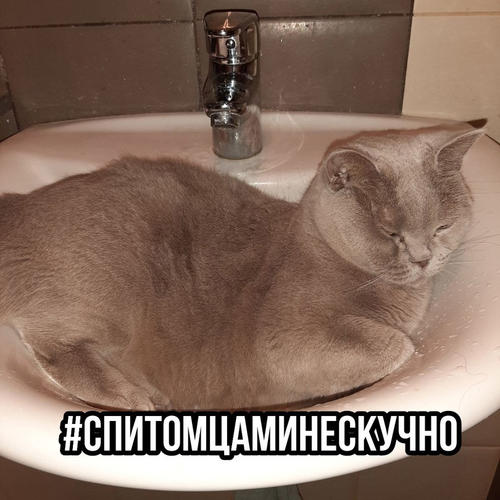 #спитомцаминескучно