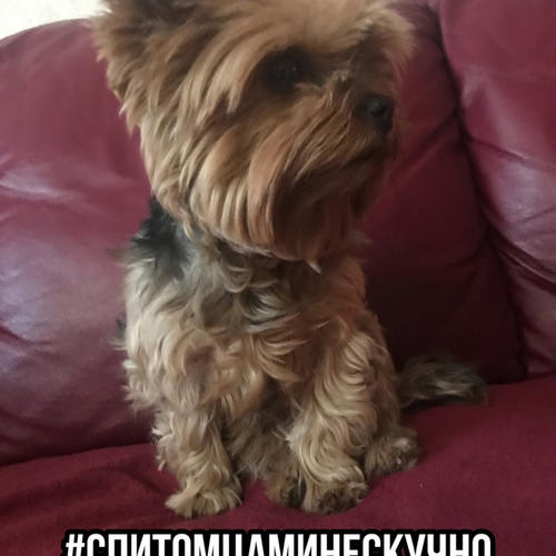 #спитомцаминескучно