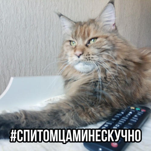 #спитомцаминескучно