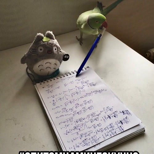 #спитомцаминескучно