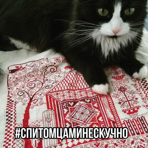 #спитомцаминескучно