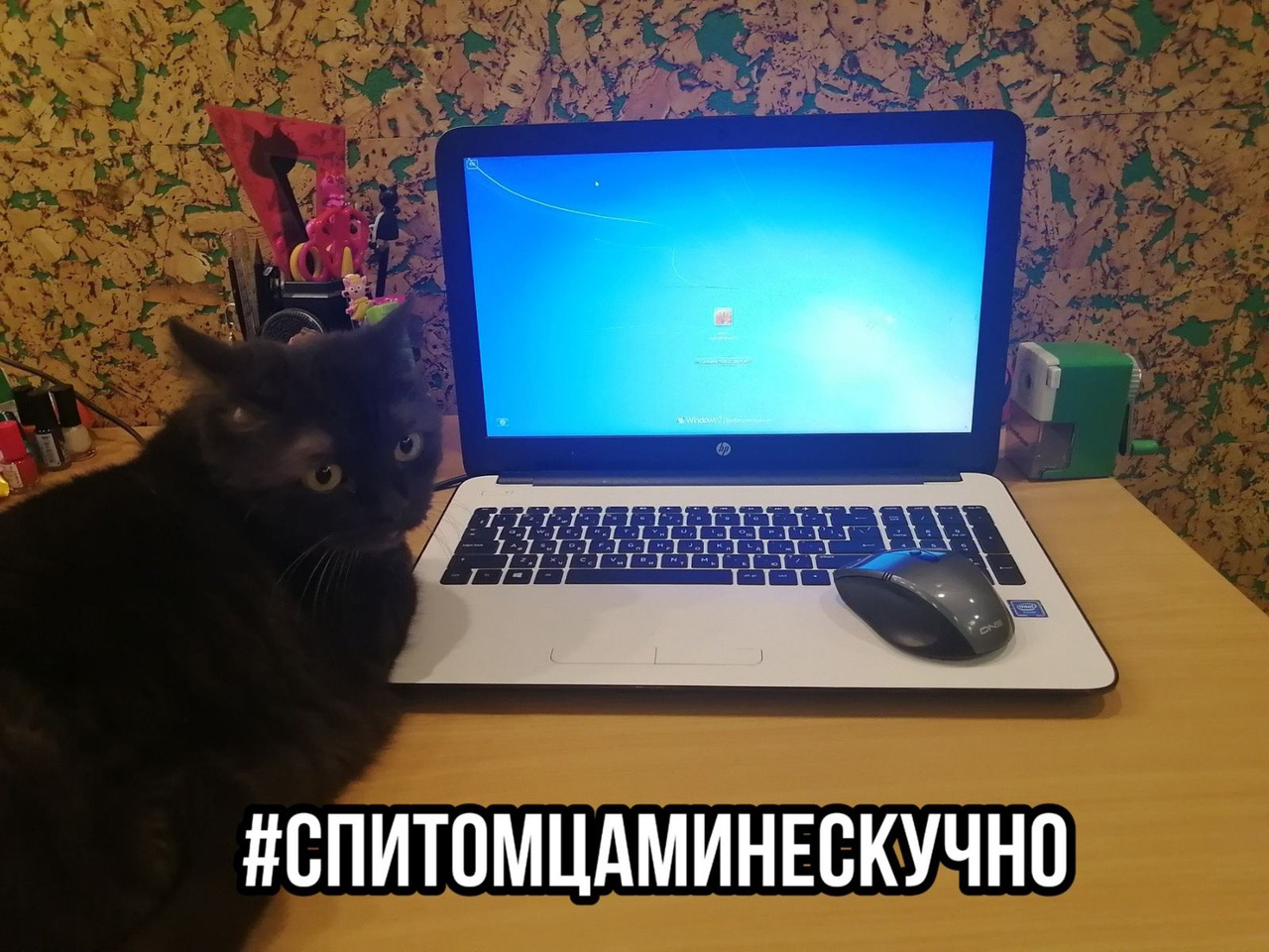 #спитомцаминескучно